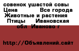 совенок ушастой совы › Цена ­ 5 000 - Все города Животные и растения » Птицы   . Ивановская обл.,Иваново г.